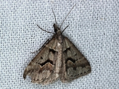 Dichromodes atrosignata