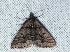 Dichromodes atrosignata