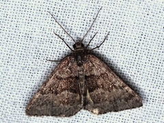 Dichromodes atrosignata