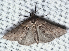 Dichromodes atrosignata