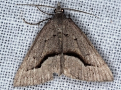 Dichromodes atrosignata