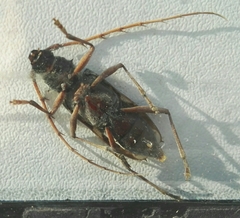 Phoracantha