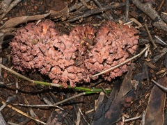 Ramaria botrytoides