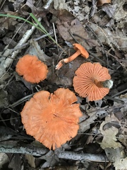 Cantharellus corallinus