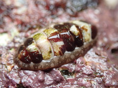 Boreochiton beringensis