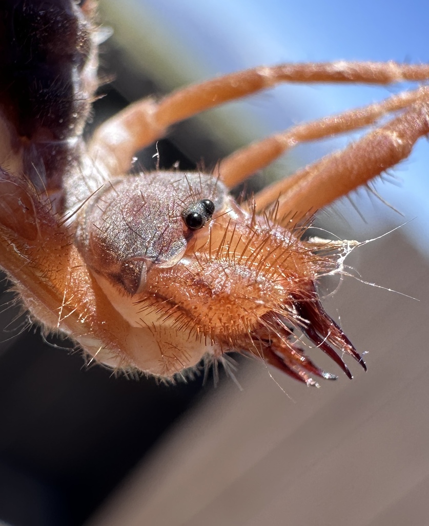 Eremobatinae