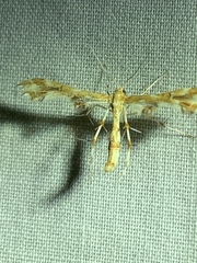 Geina periscelidactylus