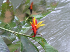 Heliconia mathiasiae