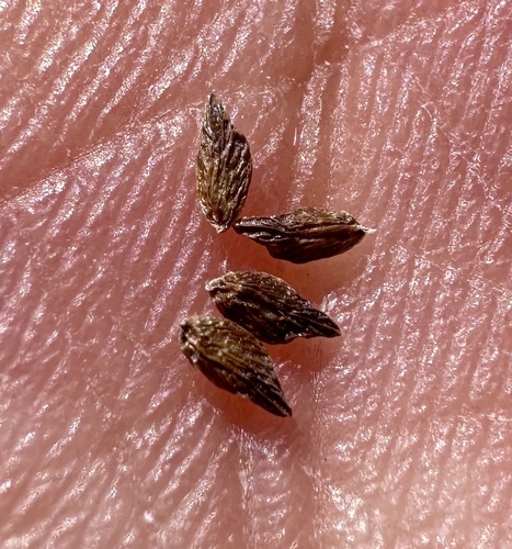 Image of Plagiobothrys salsus by (c) Matt Berger, some rights reserved (CC BY)