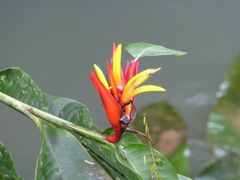 Heliconia mathiasiae