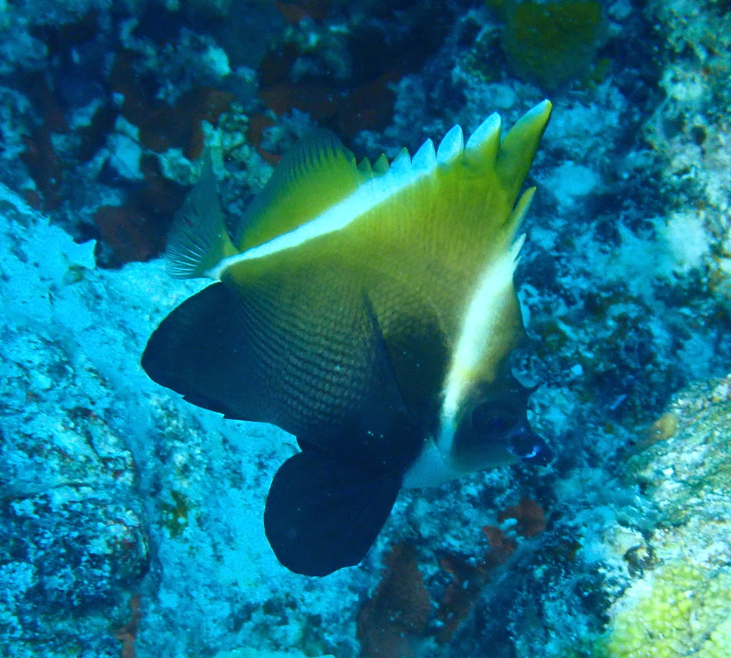Horned Bannerfish