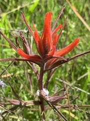 Castilleja subinclusa