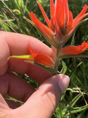 Castilleja subinclusa