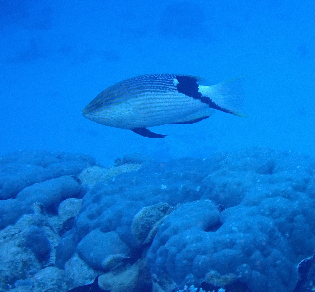 Blackfin hogfish