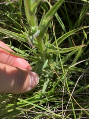 Castilleja subinclusa