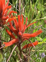 Castilleja subinclusa