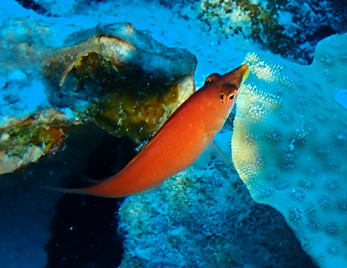 Pseudocheilinus evanidus observed 2024-09-23