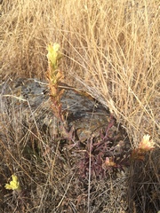 Castilleja affinis neglecta
