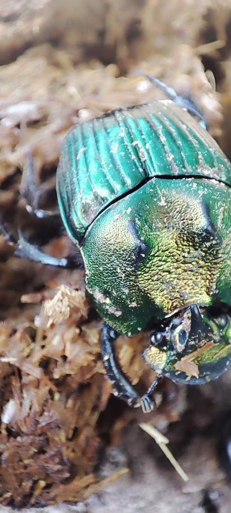 Phanaeus amithaon