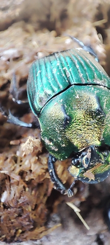 Phanaeus amithaon