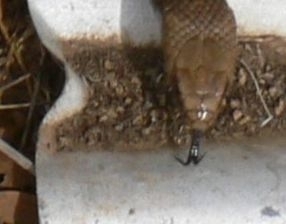 Eastern Brown Snake sighting