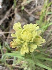 Castilleja affinis neglecta