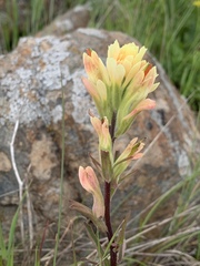 Castilleja affinis neglecta