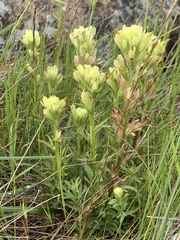 Castilleja affinis neglecta