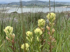 Castilleja affinis neglecta