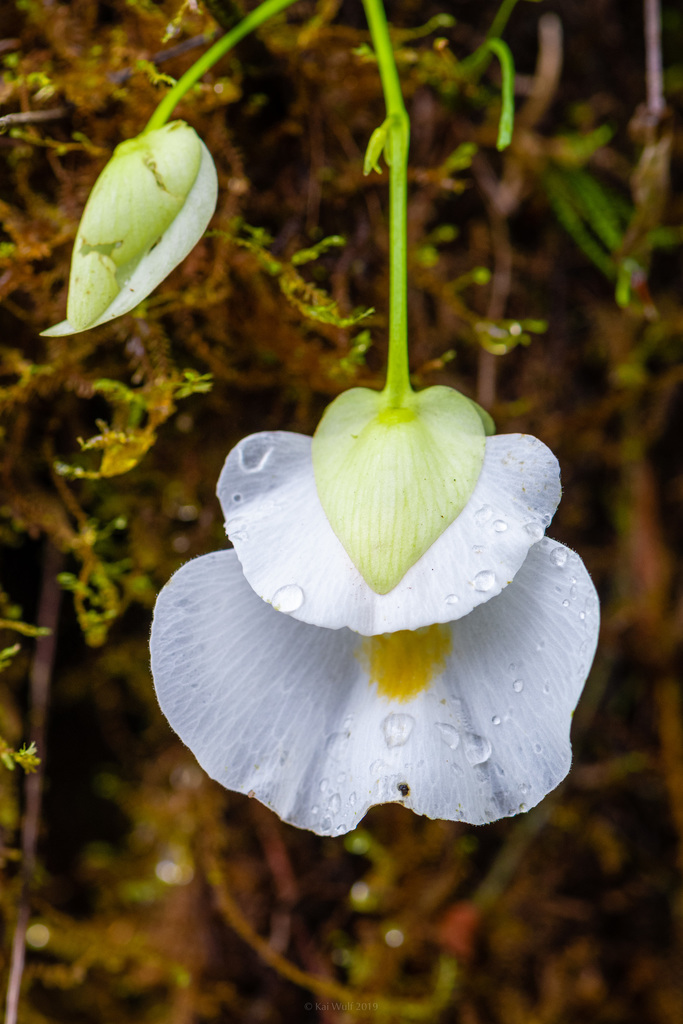 Utricularia alpina Jacq. 4