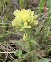 Castilleja affinis neglecta