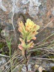 Castilleja affinis neglecta