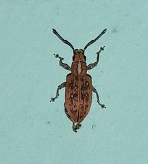Myllocerus discolor