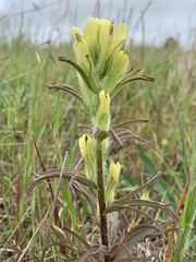 Castilleja affinis neglecta