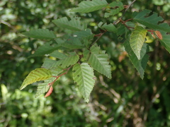 Carpinus kawakamii