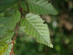 Carpinus kawakamii