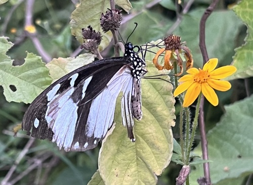 Mocker Swallowtail