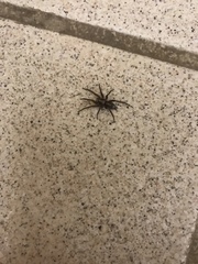 Herpyllus propinquus