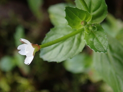 Epilobium amurense