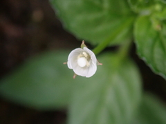 Epilobium amurense