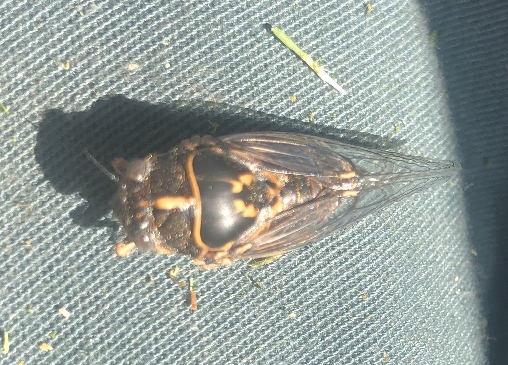 Clidophleps blaisdellii