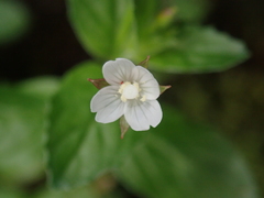 Epilobium amurense