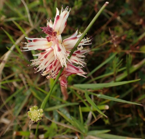 Image of Lachenalia filamentosa by (c) agujaceratops, some rights reserved (CC BY)