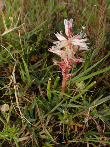 Filamentous Viooltjie (Lachenalia filamentosa)