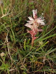Lachenalia filamentosa