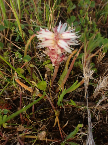 Image of Lachenalia filamentosa by (c) agujaceratops, some rights reserved (CC BY)