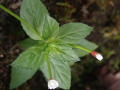 Epilobium amurense