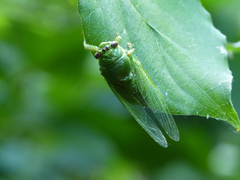Okanagana viridis