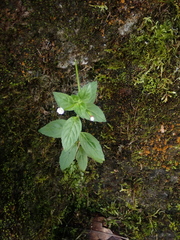 Epilobium amurense