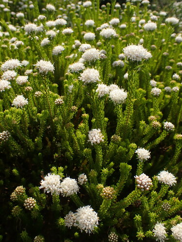 Agathosma collina, photograph 1